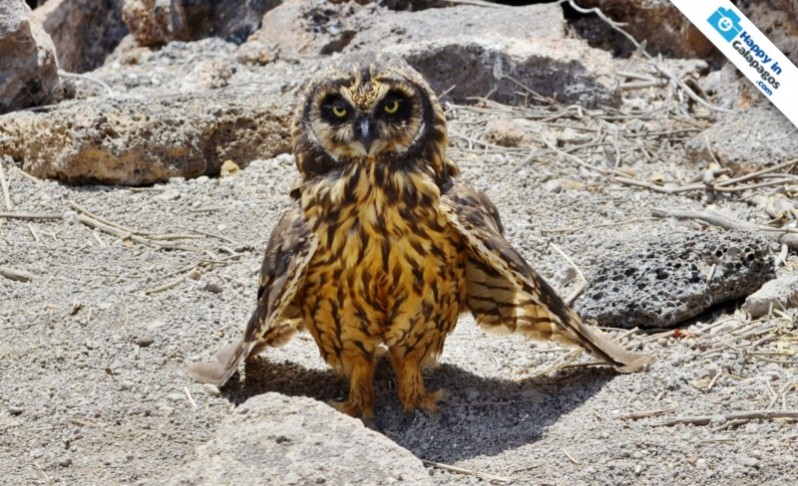 A owl in Genovesa Island