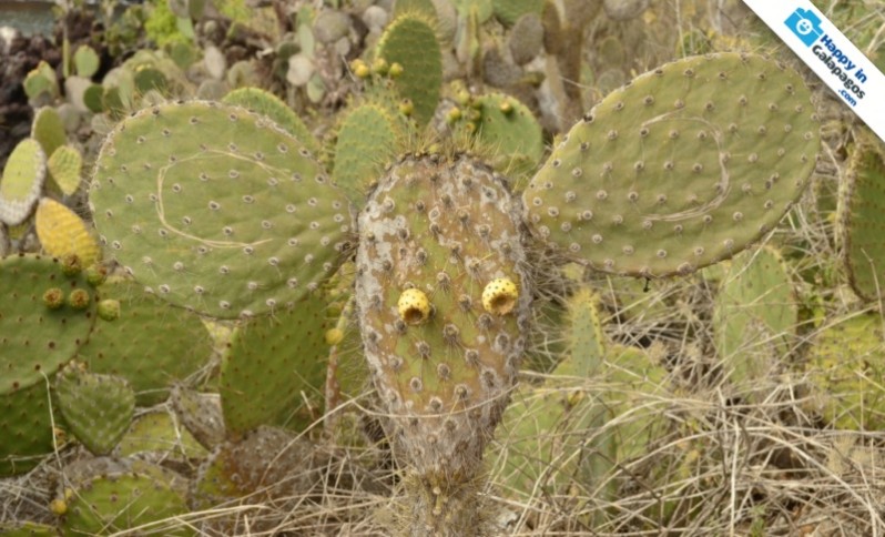 A plant of Prickly Pear Cactus