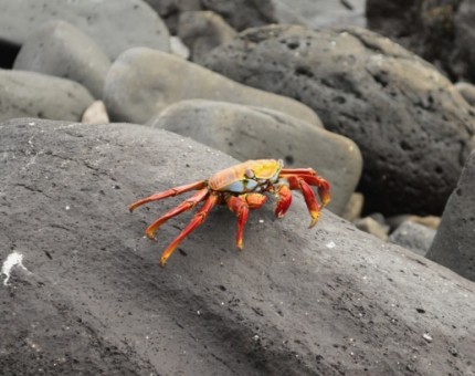 Galapagos Photo An amazing sally lightfoot crab in Española Island