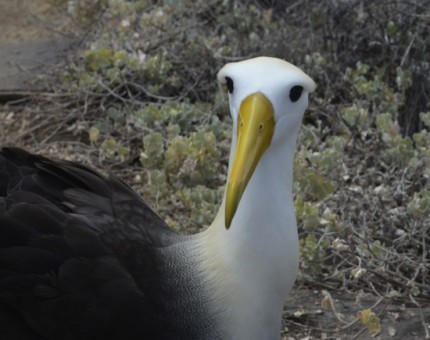 A waved albatross in Punta Suarez