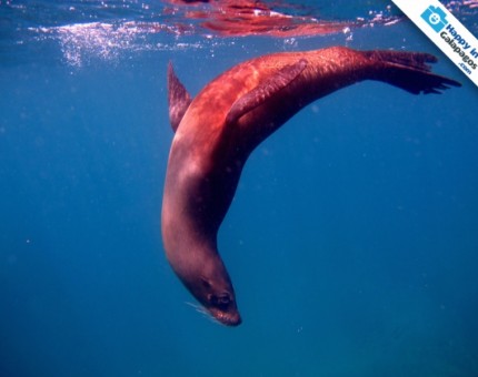 Galapagos Photo A wonderful sea lion playing in Buccaneer Cove