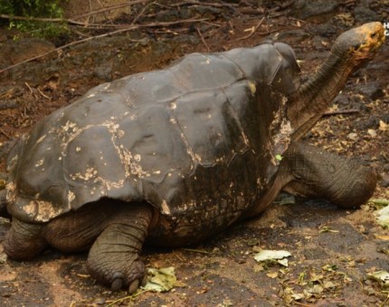 A giant tortoise in the Darwin Research Station