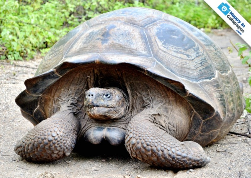 An amazing giant tortoise of Galapagos