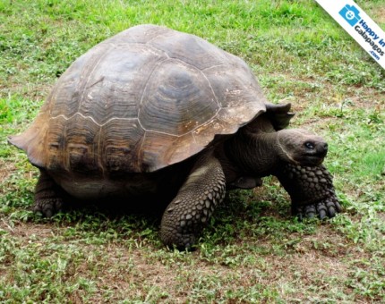 Galapagos Photo A marvelous giant tortoise of the Enchanted Islands