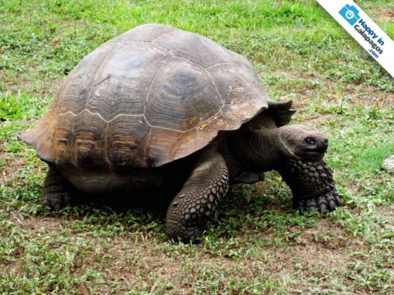 Galapagos Photo A marvelous giant tortoise of the Enchanted Islands