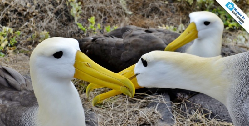 An amazing group of albatross in Galapagos Islands