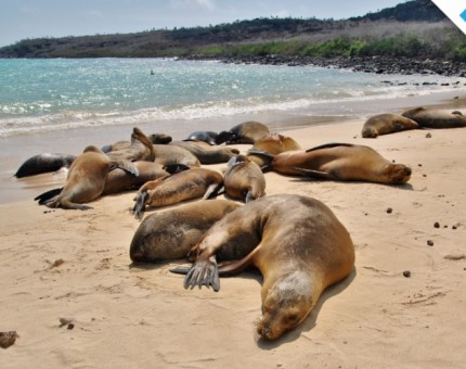 Galapagos Photo An awesome colony of sea lions