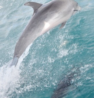 Bottlenose dolphin jumping in Galapagos