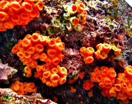 Galapagos Photo Come and discover the amazing anemones in Galapagos