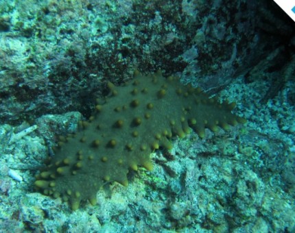 Galapagos Photo Discover an amazing sea cucumber in Galapagos