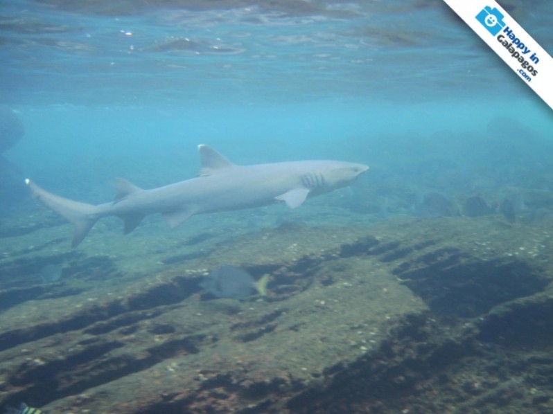 Discover an amazing shark in the Galapagos Islands