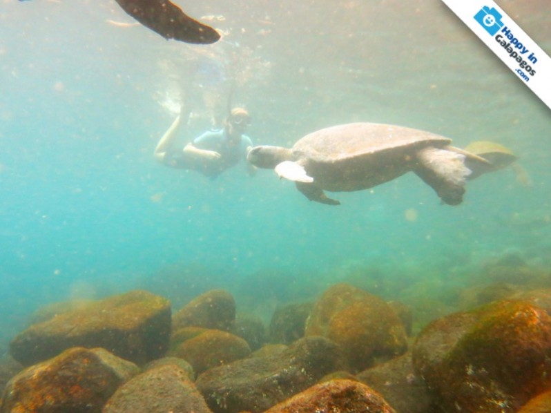 Galapagos Photo Enjoying awesome experiences under water