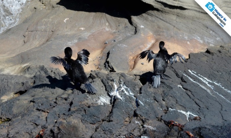 Galapagos Photo Flightless cormorants sunbathing in Tagus Cove