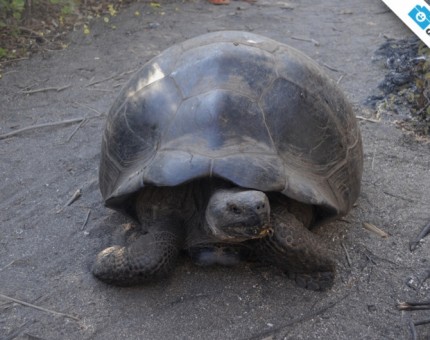 Giant tortoise in Urbina Bay