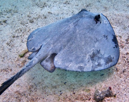 Marbled stingrays in the Enchanted Islands