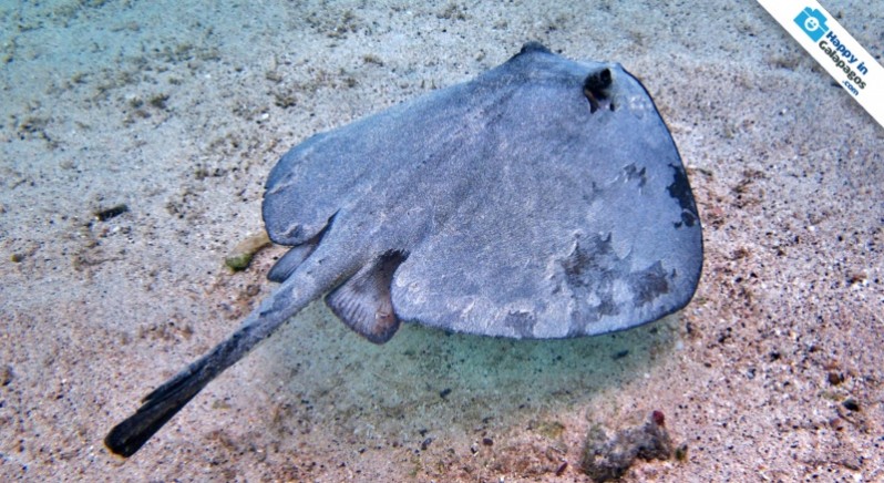 Marbled stingrays in the Enchanted Islands