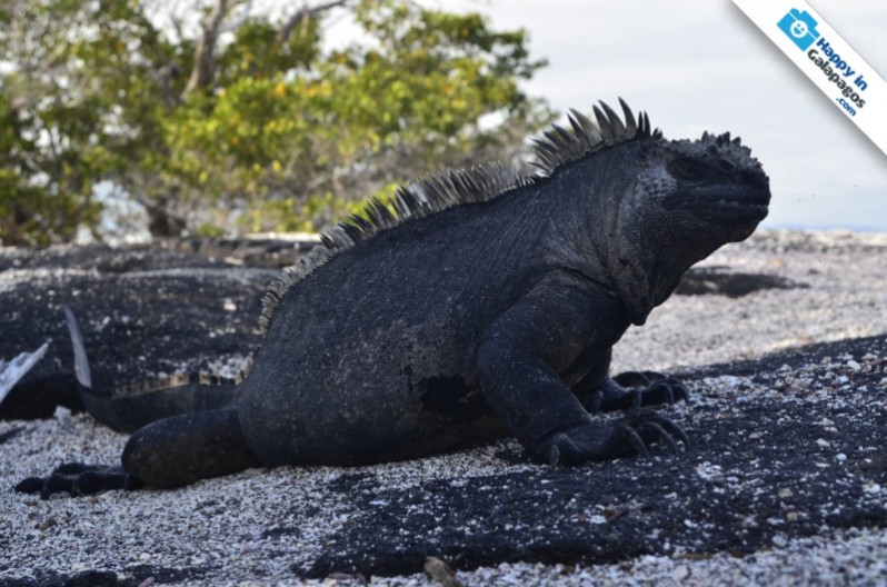 A incredible marine iguana in Punta Espinoza