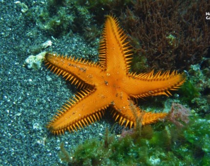 Orange starfish in Galapagos Islands