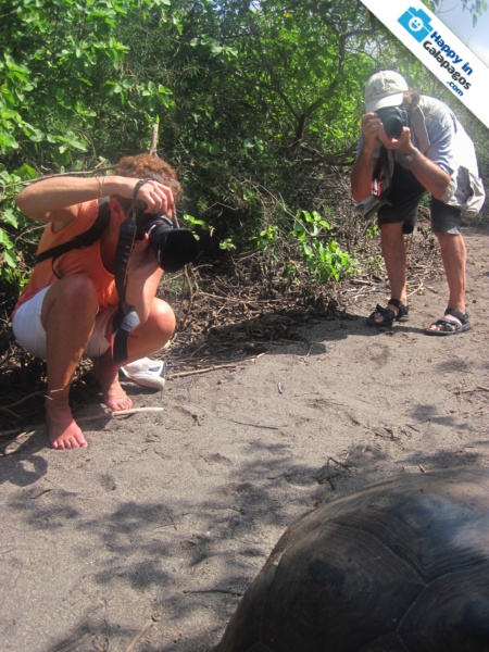 Photographing an incredible giant tortoise