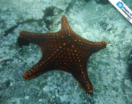 An amazing red starfish in Tagus Cove