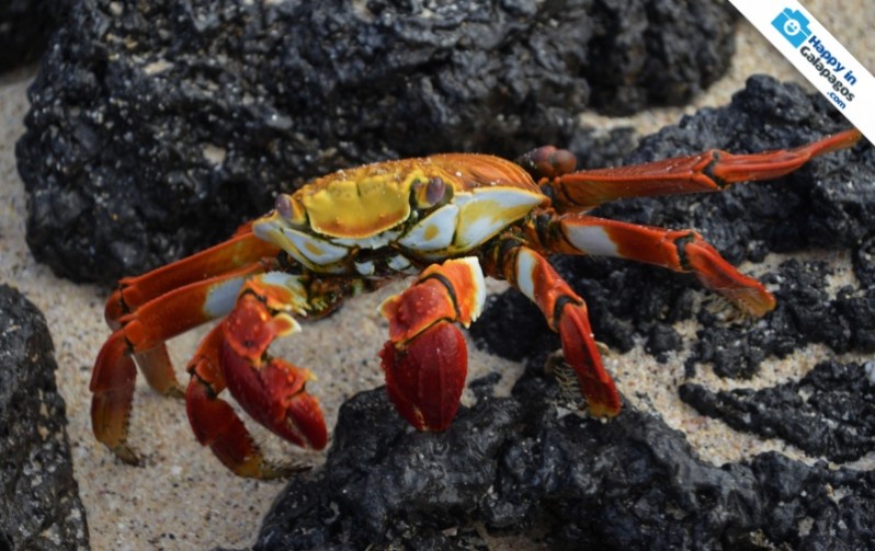 Sally lightfoot crab in Las Bachas