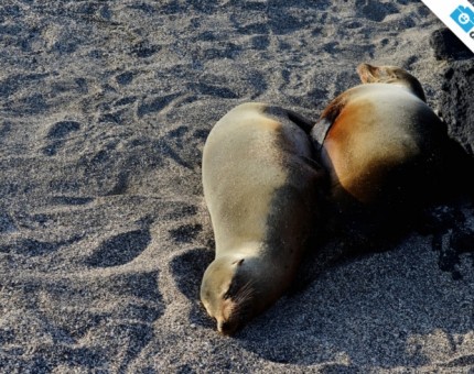 Galapagos Photo Sea lions basking in the sun in Galapagos Islands