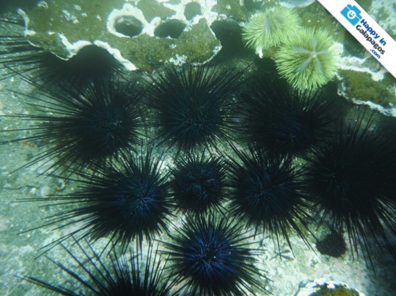 Incredibles sea urchins in Tagus Cove