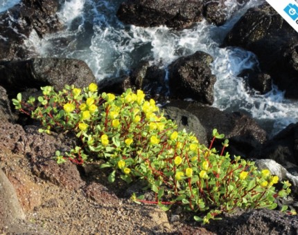 Galapagos Photo Share the wonderful flora of Galapagos