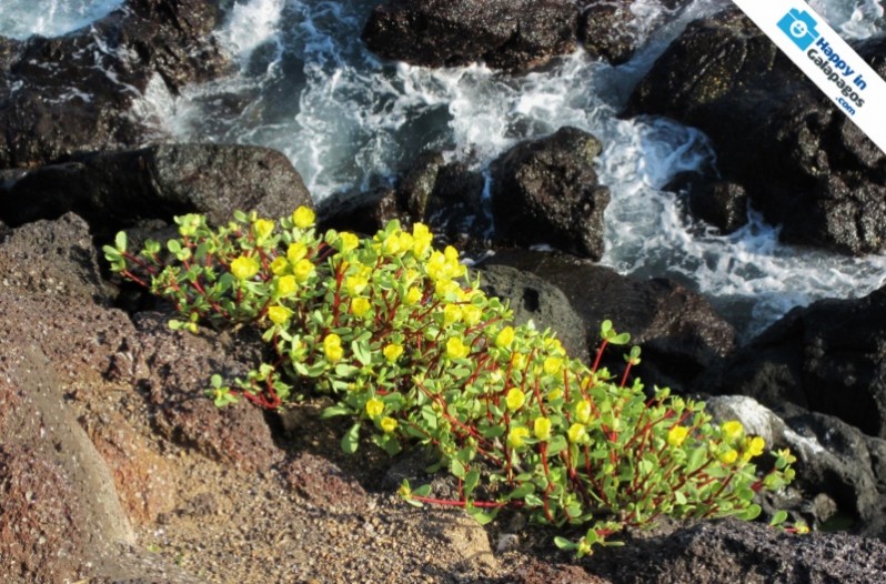 Galapagos Photo Share the wonderful flora of Galapagos