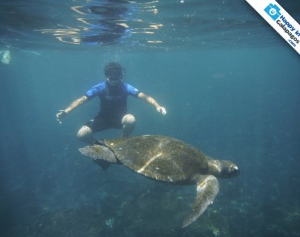 Snorkeling with a marine turtle in Punta Vicente