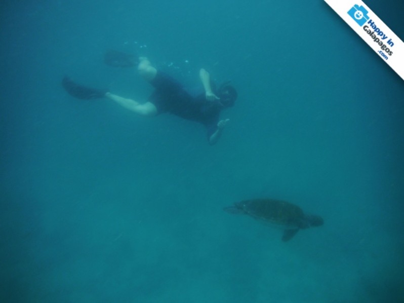 Snorkeling with a marine turtle in Champion Islet