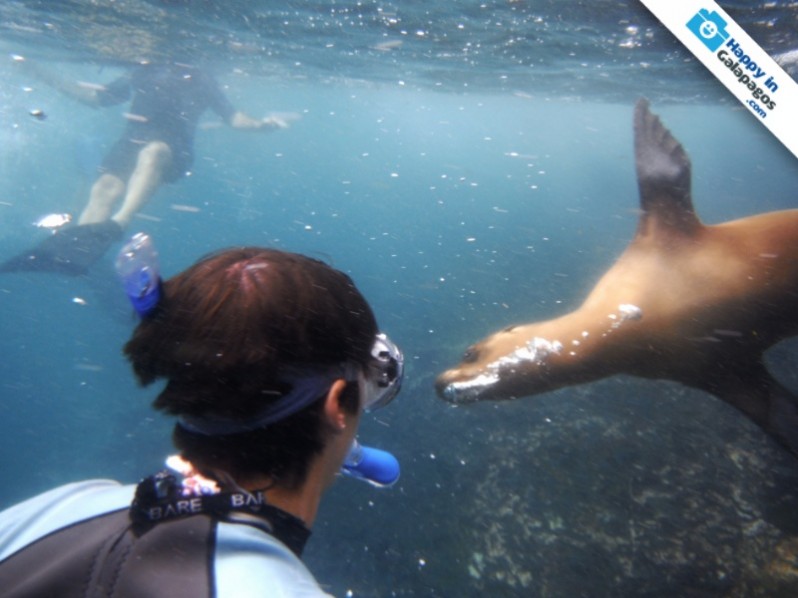 Snorkeling with sea lions in Punta Cormorant