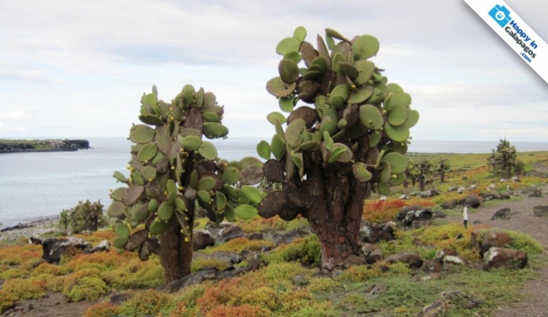 Galapagos Photo The amazing flora of the marine reserve in Galapagos