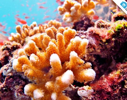 The amazing underwater world of Galapagos