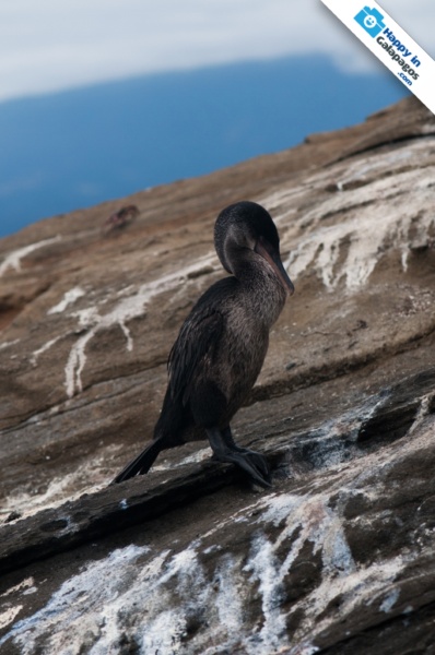 The incredible flightless cormorant of the Galapagos