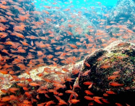 The wonderful marine wildlife of Galapagos