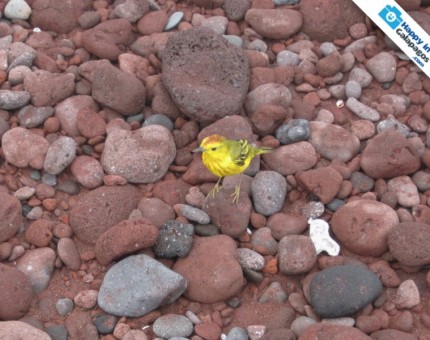 Yellow Warbler in Rabida Island