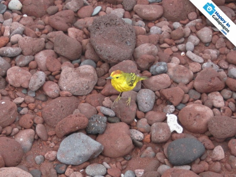 Yellow Warbler in Rabida Island