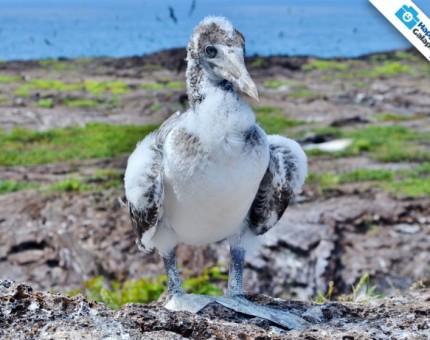 Galapagos Photo A baby booby in the Enchanted Islands
