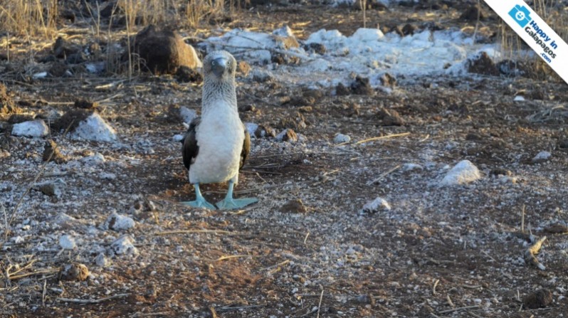 A blue-footed boobie in North Seymour