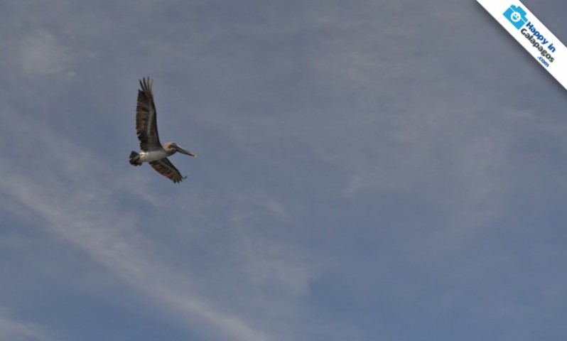 A brown pelican flying in Puerto Egas