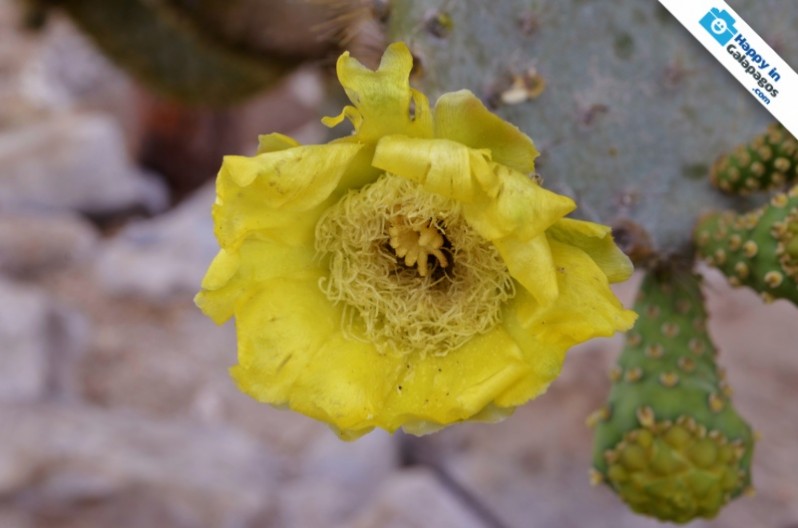 Galapagos Photo A cactus flower in Santa Fe Island