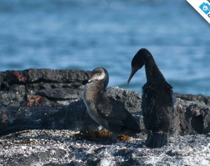 A couple of flightless cormorant in Galapagos