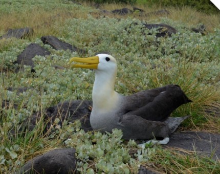 Galapagos Photo A fantastic albatross in the Enchanted Islands