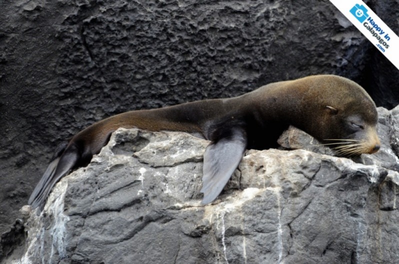 Galapagos Photo A Galapagos fur sea lion in Genovesa Island