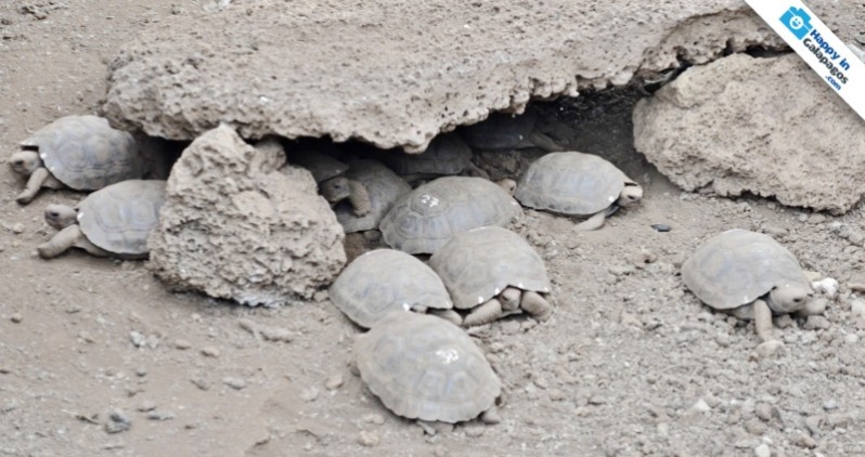 Galapagos Photo A group of baby tortoises in the Galapagos Islands