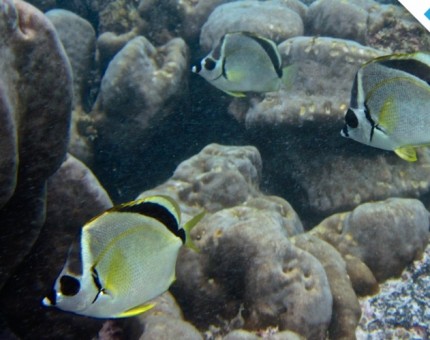 Galapagos Photo A group of barberfish in the Enchanted Islands