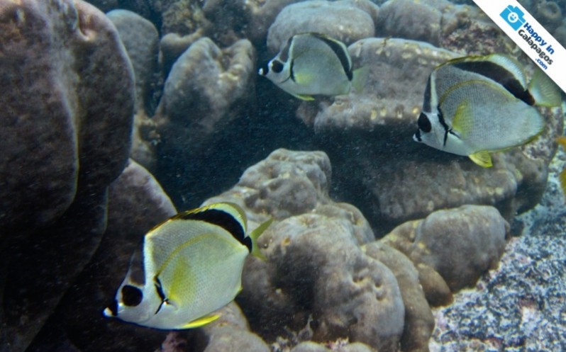 Galapagos Photo A group of barberfish in the Enchanted Islands