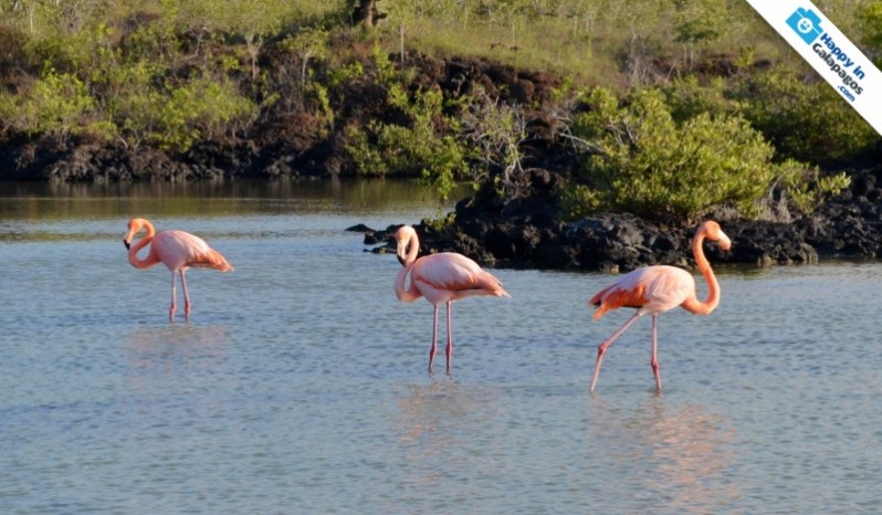 Galapagos Photo A group of flamingos in the Enchanted Islands
