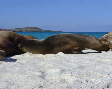 Galapagos Photo A group of sea lions sunbathing in Gardner Bay